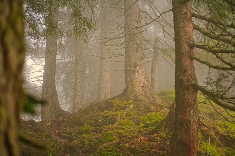 Secretive Forest